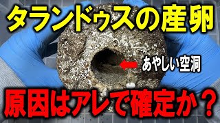 タランドゥスオオツヤクワガタに与えた菌糸棒をぶっこわしてみると