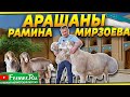 Арашаны Узбекистана. Помещения, навесы, выгульная площадка для содержания овец Кочкары-производители