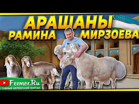 видео: Арашаны Узбекистана. Помещения, навесы, выгульная площадка для содержания овец Кочкары-производители