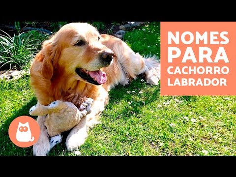 Vídeo: Como Nomear Um Cão Labrador