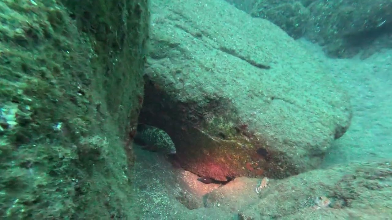 Madeira  “Lavafinger” In The UW – Marine Reserve Garajau