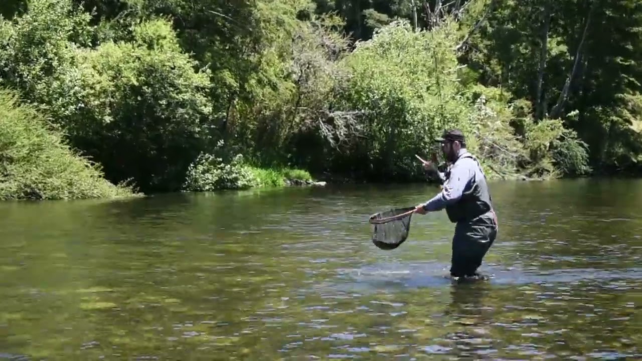 Sol, Coliguachos y Truchones