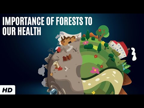 Video: Forest is our we alth! Significance, conservation and protection of forests. Forests of Russia