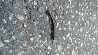 40 Ayak Ayakların Nasıl Çalışmasına Bakın