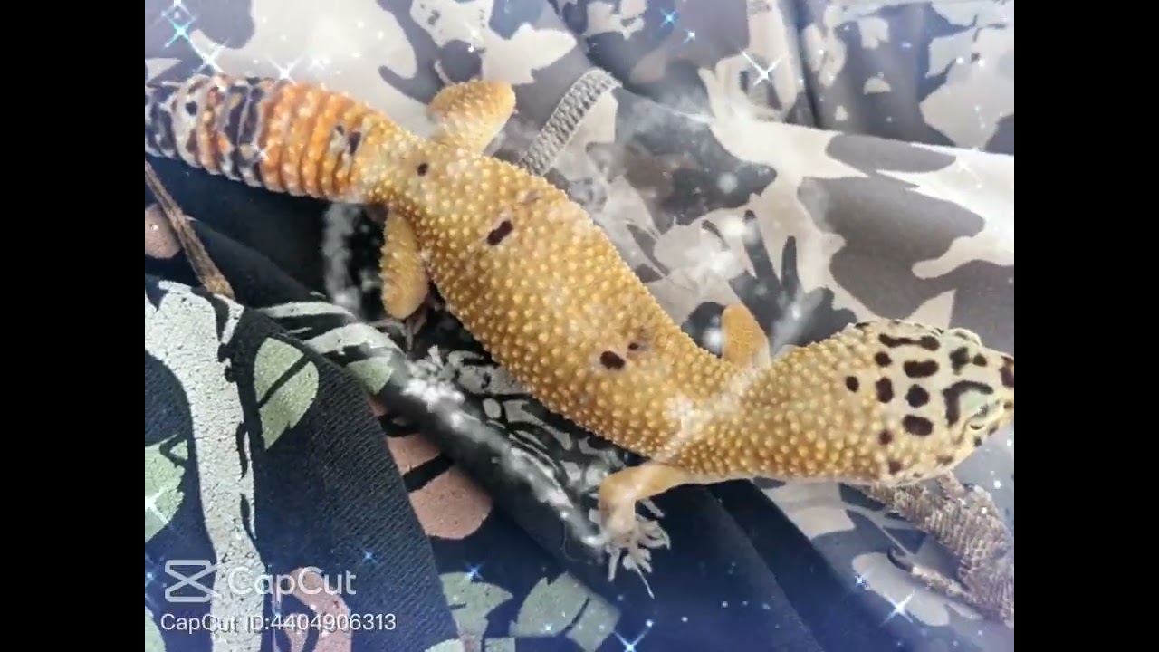 Hydra & Leonardo💖❤