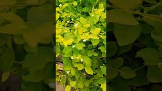 Chandamama Kanchevettishare ytshort ytspeed viral