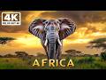 Amazing African Wildlife 4K | The Wild Beauty of Africa & Spectacular Nature in 4K Resolution
