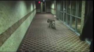 Live Drug  Search In A Hotel. www upk9.ca