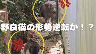 野良猫の形勢逆転か　キンジの変化…