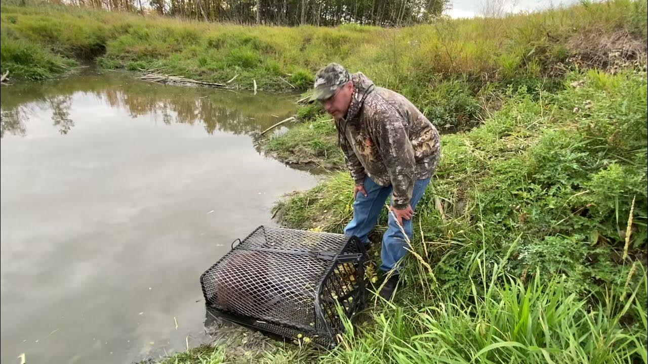 Dam Beaver Trapping Supplies "Tip Of The Week" - Dam Beaver Live Beaver