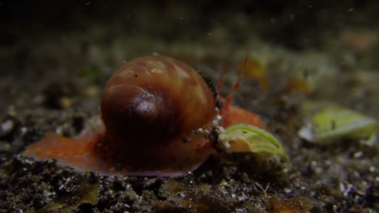 Le petit Gastéropode Euspira