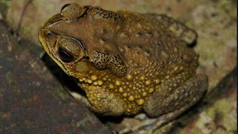 ăn thịt cóc có nguy hiểm không l Dương Thanh Thơ