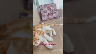 Şeker kedim mavişinn iple oynamaya bayılıyor #yavruhayvanlar #kedi #cat