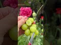 Grape #cuttingskills #fruitcutting #cuttingart #supersalad #shorts #satisfying