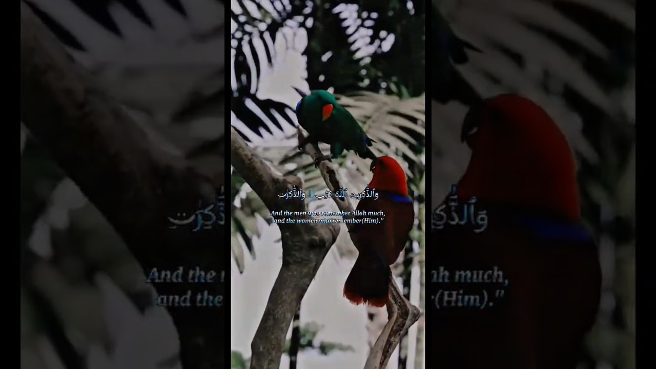 Inna Al-Muslimeen Wal-Muslimaat | Surah Al-Ahzab Tilawat with Beautiful Parrots & Nature | Quran