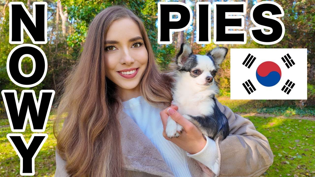 Mój nowy pies! Najbardziej niezwykła chihuahua, jaką widzieliście!