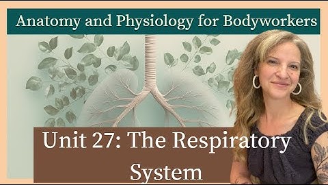 A & P Unit 27: The Respiratory System | MBLEx Prep