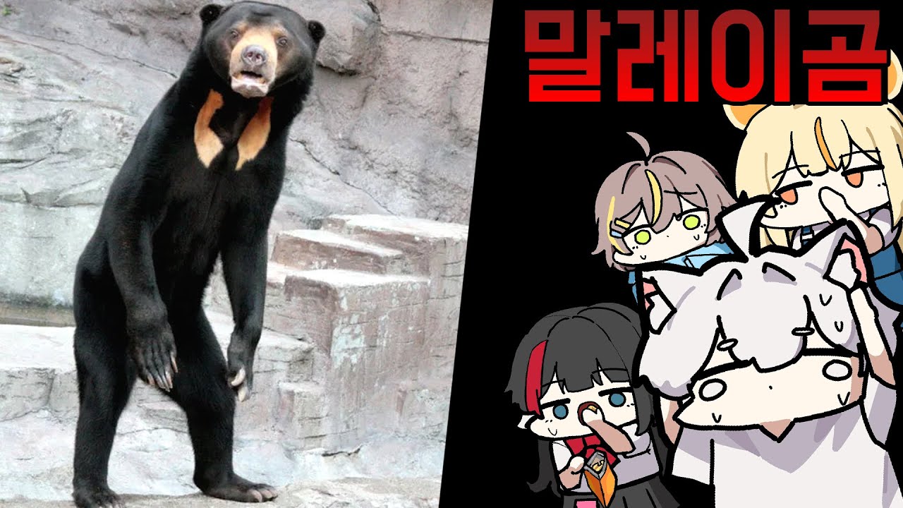 성인 남성은 이 곰을 이길 수 있을까요?