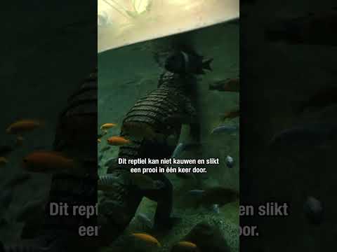 Hap, slik, weg! 🐊 | DierenPark Amersfoort