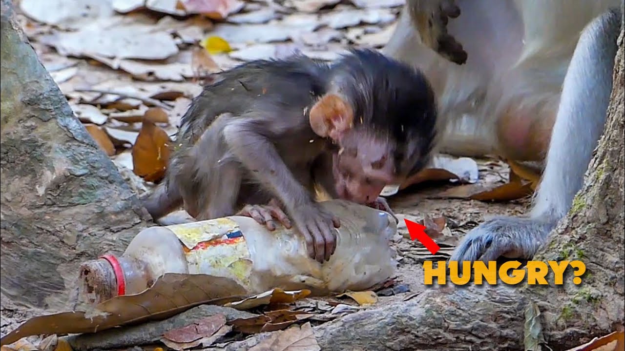 Million pity Alba very hungry milk so much try to eating something on the ground