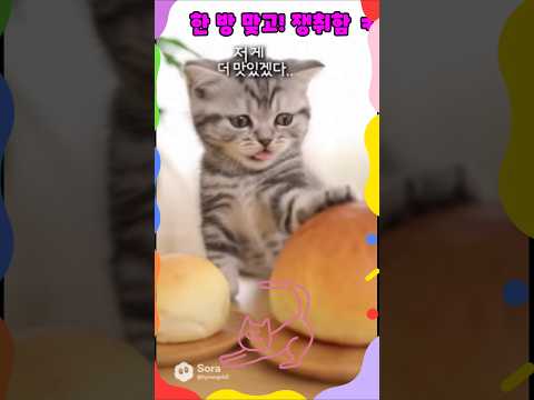 한방맞고쟁취함ㅋ#헐저게게더크네#귀여운고양이#catshorts#빵전쟁#웃참주의#리얼일상코믹#언니의사랑#결국주다#코믹쇼츠#funnycat#소라2활용 #sora2