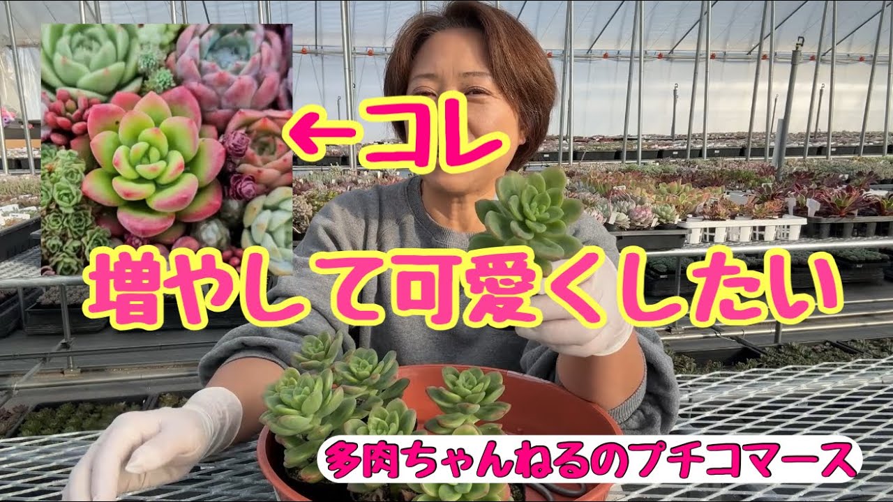 Top【選抜株】多肉植物　362374コーラル ウィスパー　72個　鉢無し/脱土 Succulents] That cute one❣️I want to grow more and make it even