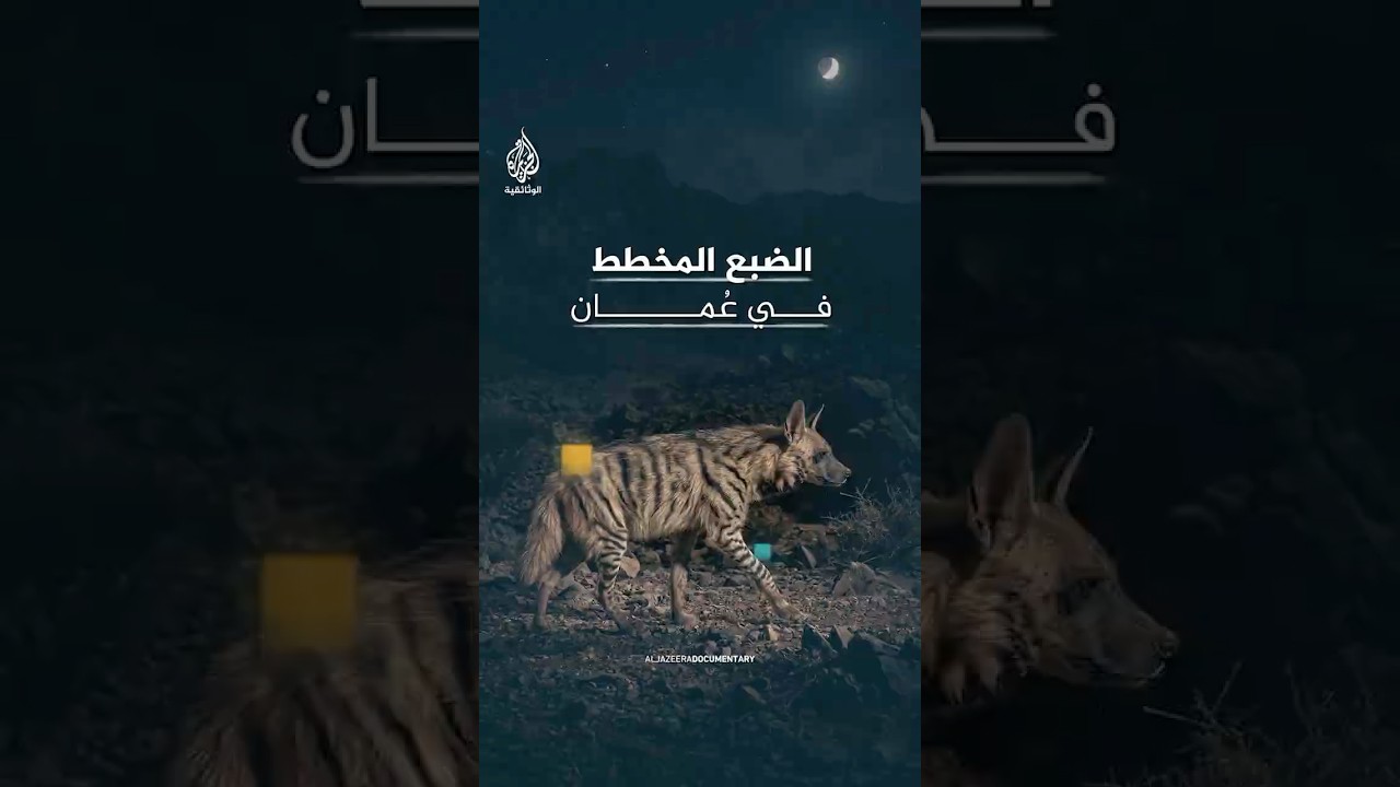 الضبع المخطط من أندر الحيوانات البرية في سلطنة عمان
