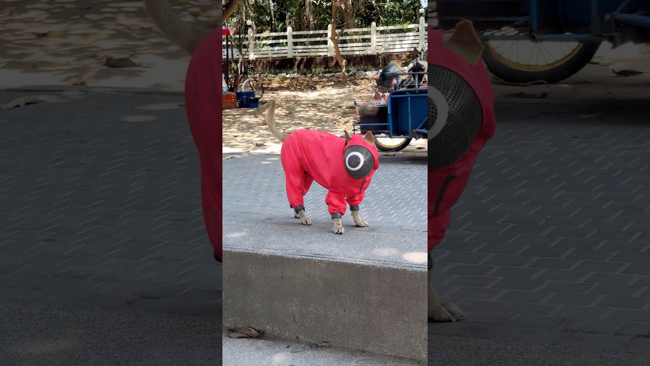 Who let the squid game out? 🐕😳 ​⁠