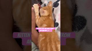 Milk really came out! #shorts #kitten #kitty #catshorts #catvideo #funny #kittenlove #shortvideo