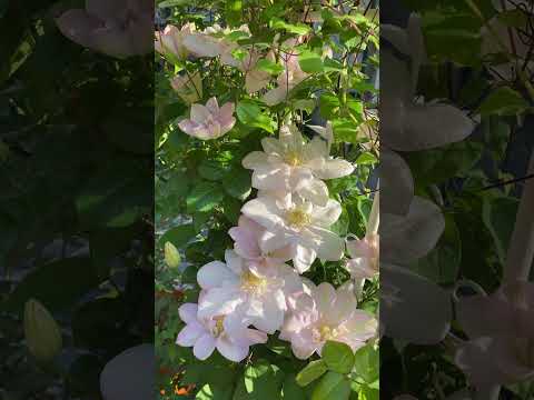 Клематис Инносент Блаш (Innocent Blush) / ЗКС Р9, видео 4