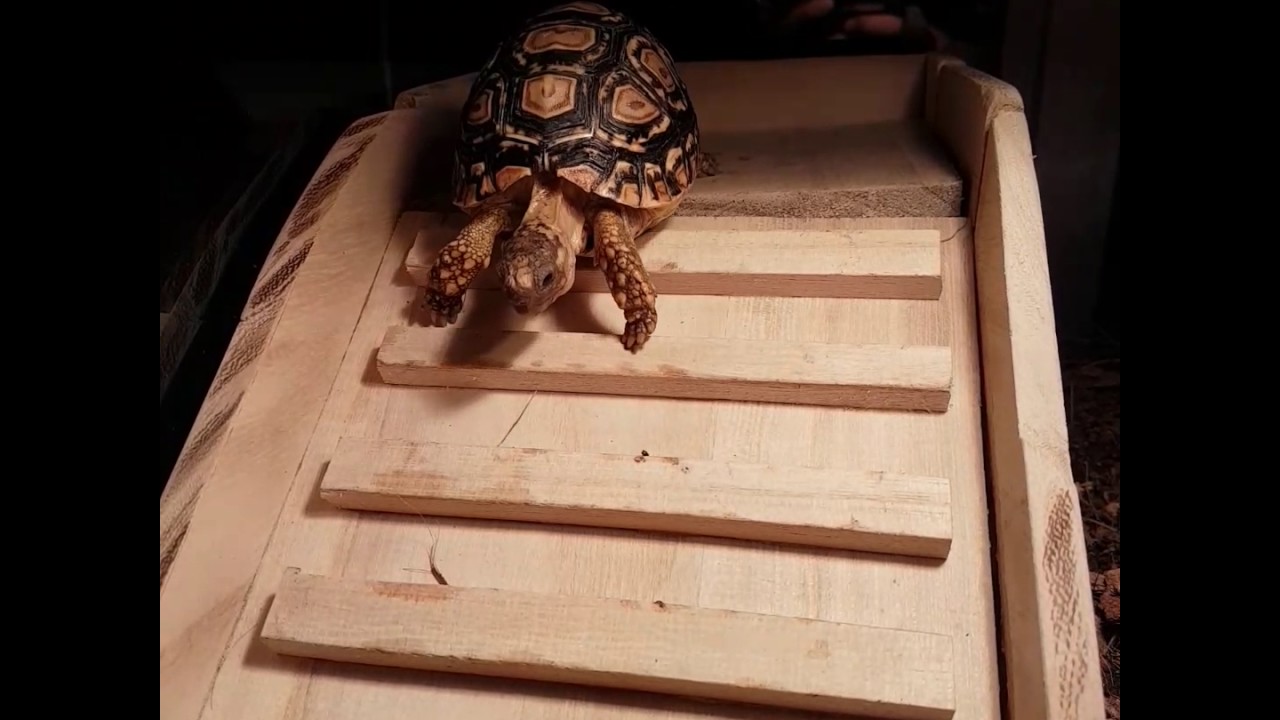 Tortoise climbing 2
