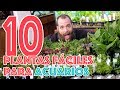 10 plantas fáciles para acuarios - TOP 10 🌿🌺🌳