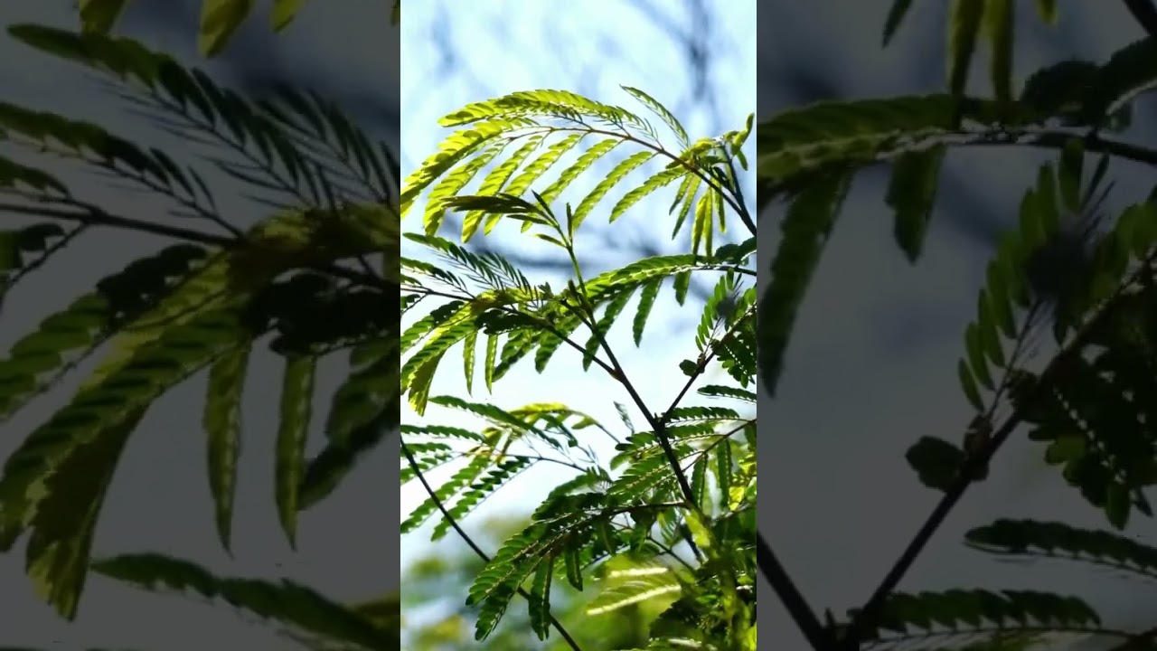 MICRO MEDITATIONS - ONE MINUTE BREAK from the world! NATURE - PEACEFUL SOUNDS