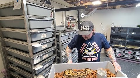 Selling Affordable Ball Pythons While Being A New Breeder