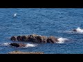The return migration of the Short-toed Eagle across the Strait of Gibraltar (subtitled)