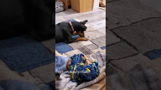 Miniature Pinscher vs. Stinkbug #funny #dog #minpin