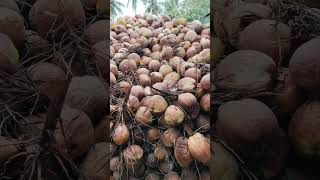 Ai đã từng về quê hương bến tre