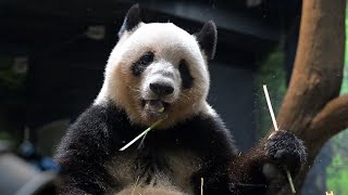2025.11.03 今日のパンダ（3996日目）[8K] - YouTube