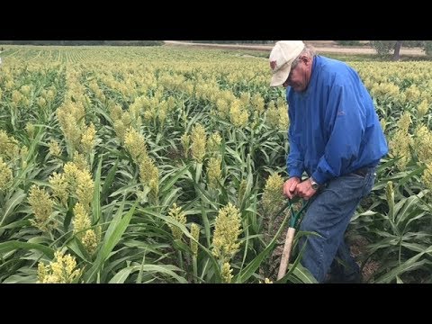 No-till на суходольных севооборотах Дакота Лейкс