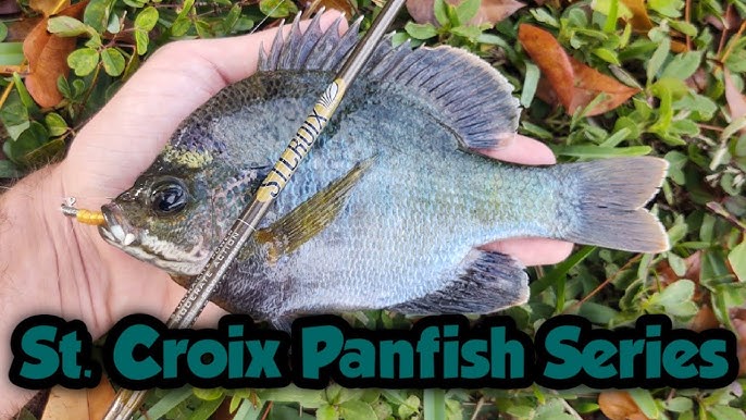 St Croix Panfish Rods: Panfish vs. Avid vs. Legend Elite 