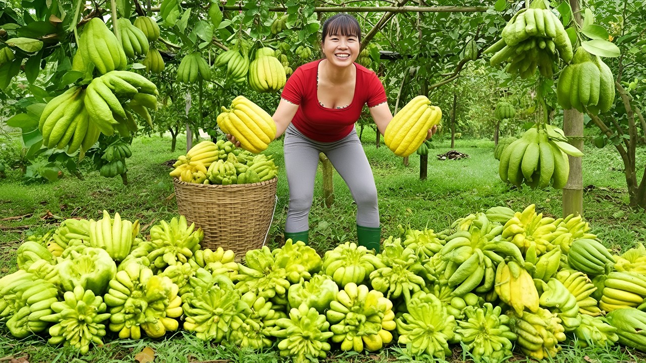 ¡Se Acerca el TET! Cosechando Fruta Mano de Buda y Vendiendo en el Mercado Rural