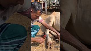 ক্ষুরা রোগের কি চিকিৎসা দিচ্ছেন জানুন ।