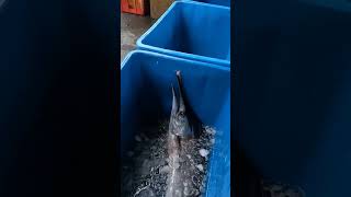 Ocean's Bounty Unloaded! Fishermen Race Against Time to Sell a Massive Catch! 3 04 14 2026 Apr 17761