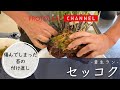 【着生ラン】傷んでしまった苔の付け直し