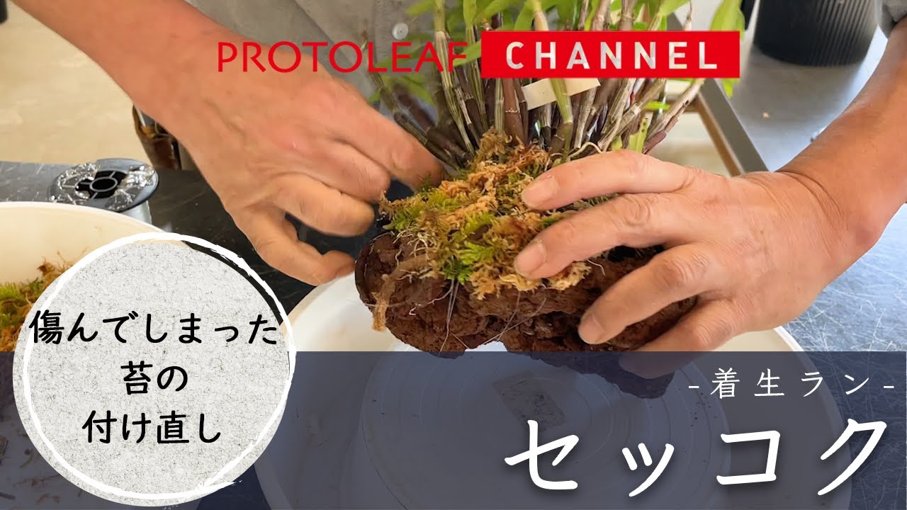 【着生ラン】傷んでしまった苔の付け直し
