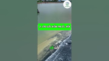 Cách xử lý nước ao nuôi trước khi thả tôm – Sạch khuẩn, ổn định đáy, dễ gây màu!