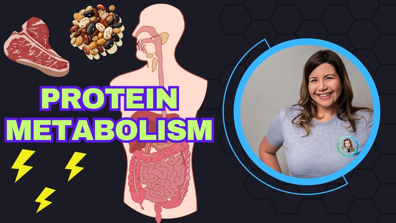 Protein Metabolism: How Your Body Uses Protein for Energy & Growth ...