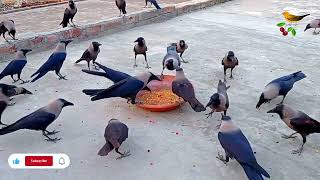 Huge numbers of Crows crowing and crying sounds | Crow bird Fight for Food | Large Crow Attack P-76