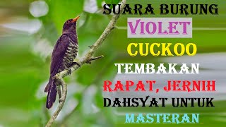 Suara burung violet cuckoo