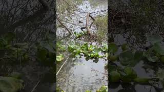 Download Lagu 421 : record my rural life - Outdoor fishing eel!! #traveling4fishing #fishing #catchingfish MP3